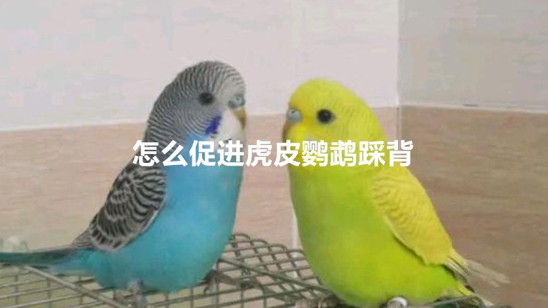 怎么促进虎皮鹦鹉踩背