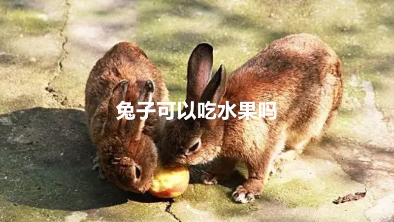 兔子可以吃水果吗