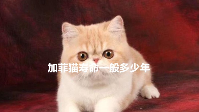 加菲猫寿命一般多少年