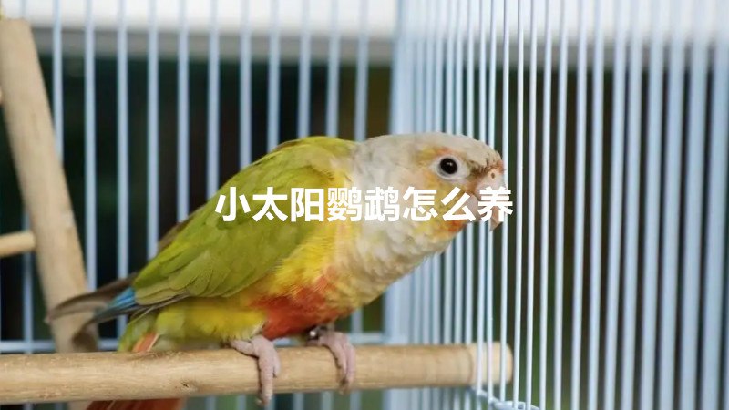 小太阳鹦鹉怎么养