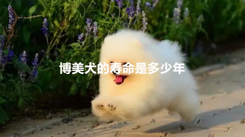 博美犬的寿命是多少年