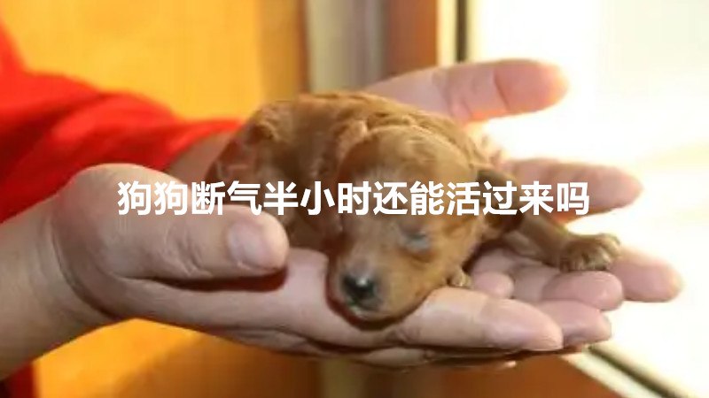 狗狗断气半小时还能活过来吗