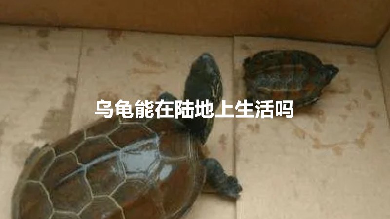 乌龟能在陆地上生活吗