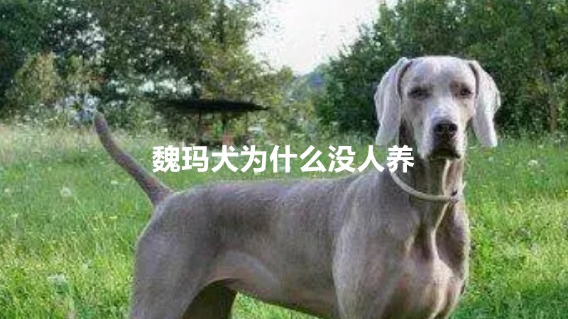 魏玛犬为什么没人养