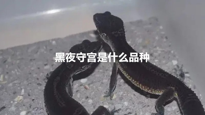 黑夜守宫是什么品种