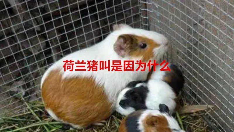 荷兰猪叫是因为什么