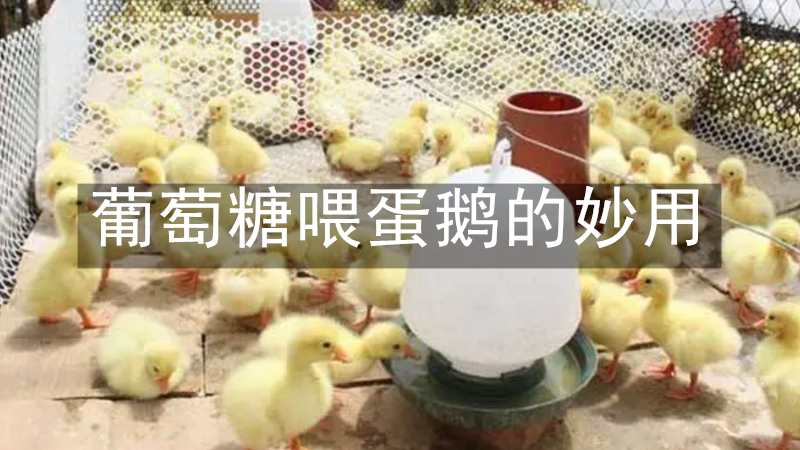 葡萄糖喂蛋鹅的妙用