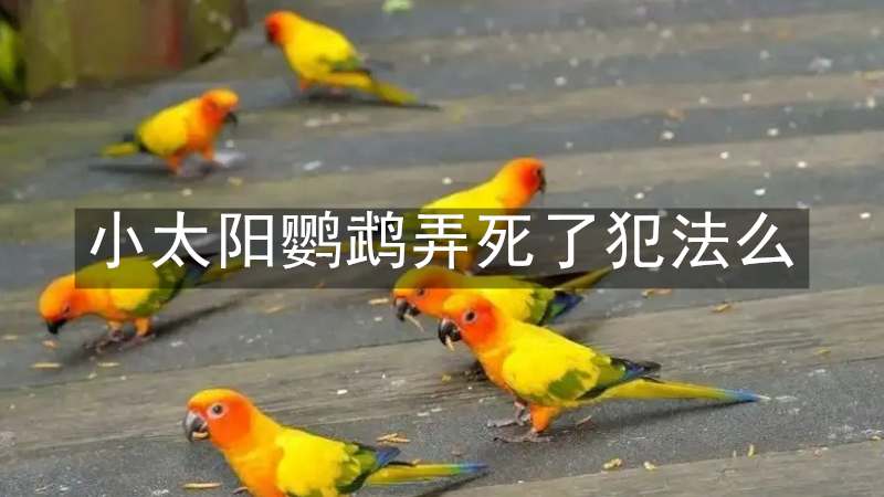 小太阳鹦鹉弄死了犯法么