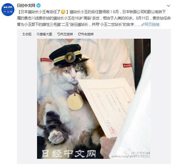 三花猫为什么招财？三花猫是什么品种？都是母猫吗？