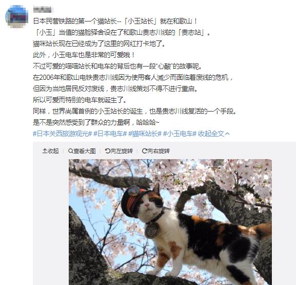 三花猫为什么招财？三花猫是什么品种？都是母猫吗？