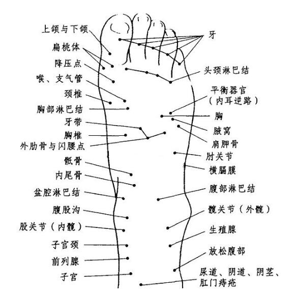 脚的各个部位详细图，脚底脚面反射区图解示意图