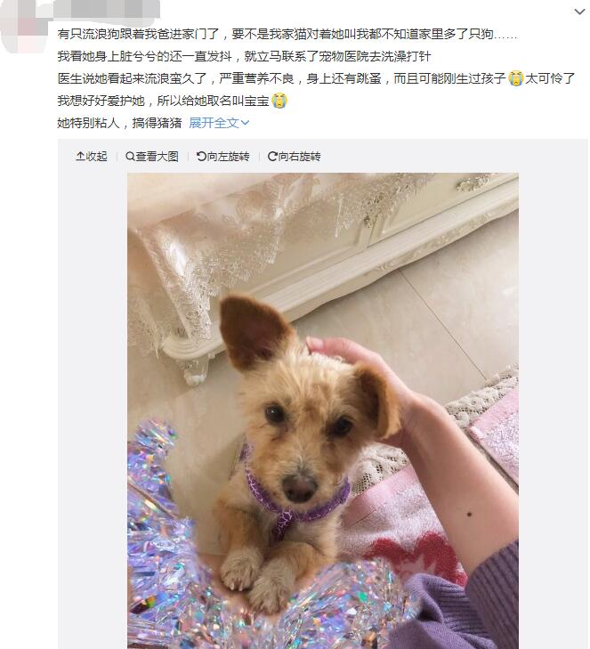 流浪狗进家门是什么征兆,流浪狗一直跟着自己代表什么?