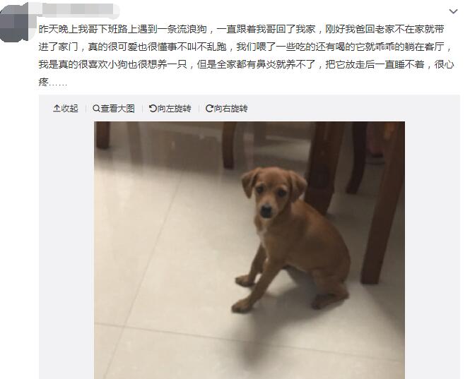 流浪狗进家门是什么征兆,流浪狗一直跟着自己代表什么?