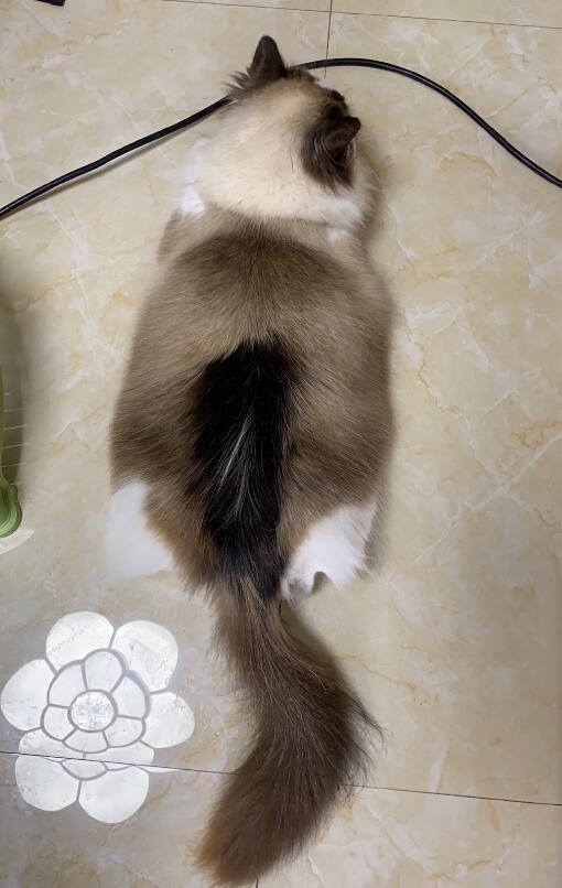猫发情持续多久?猫发情的症状盘点