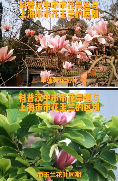 古旱莲为什么只有一株?古旱莲和玉兰的区别