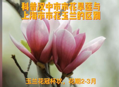 古旱莲为什么只有一株?古旱莲和玉兰的区别