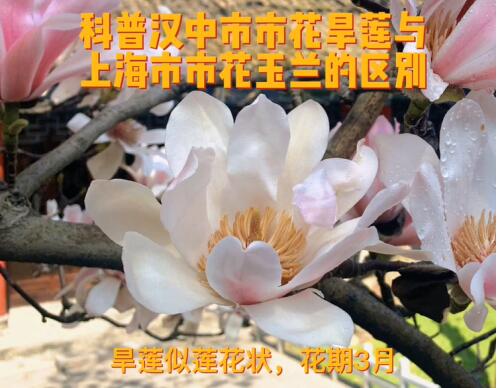 古旱莲为什么只有一株?古旱莲和玉兰的区别