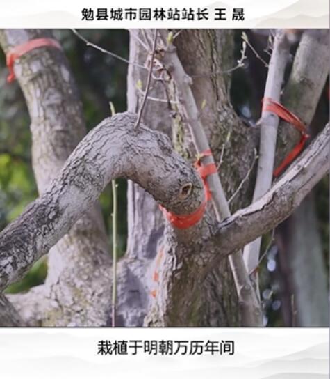 古旱莲为什么只有一株?古旱莲和玉兰的区别