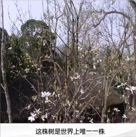 古旱莲为什么只有一株?古旱莲和玉兰的区别