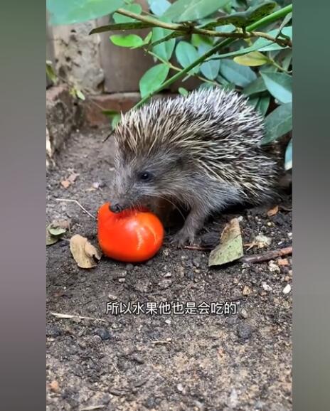 刺猬是杂食动物还是肉食动物，刺猬吃什么食物？