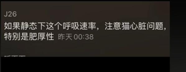 矮脚猫胸腔狭窄的表现,怎么改善和治疗?