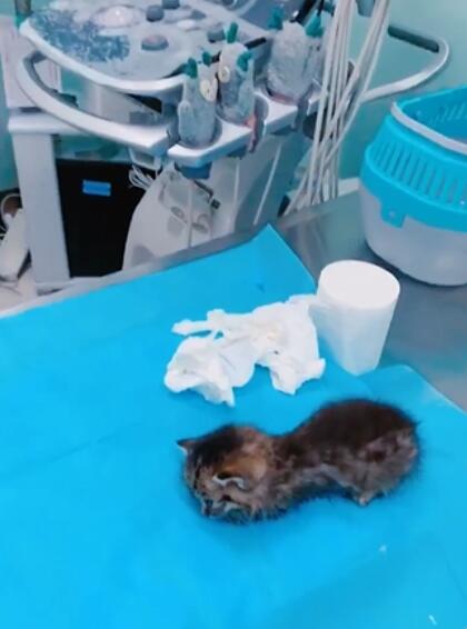 矮脚猫胸腔狭窄的表现,怎么改善和治疗?