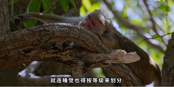 猴子可怕的等级制度,猴子等级怎么划分的?