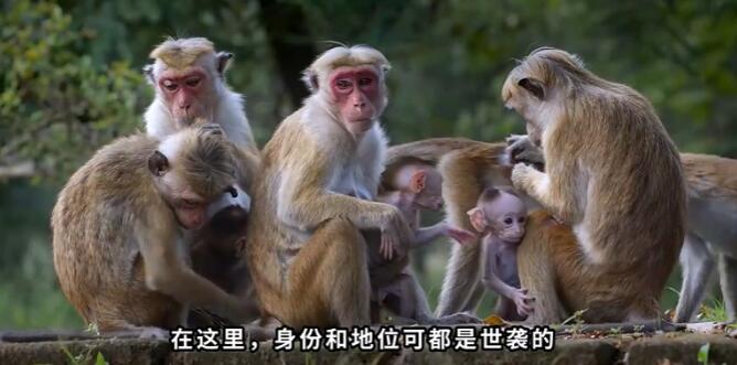 猴子可怕的等级制度,猴子等级怎么划分的?