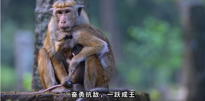 猴子可怕的等级制度,猴子等级怎么划分的?