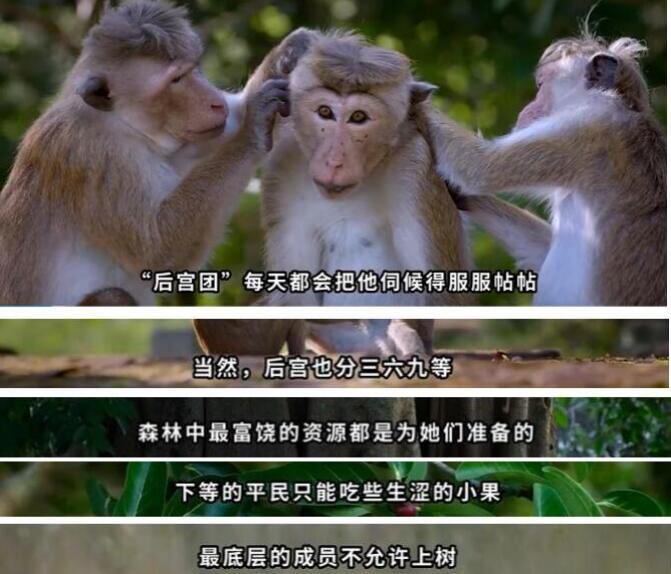 猴子可怕的等级制度,猴子等级怎么划分的?