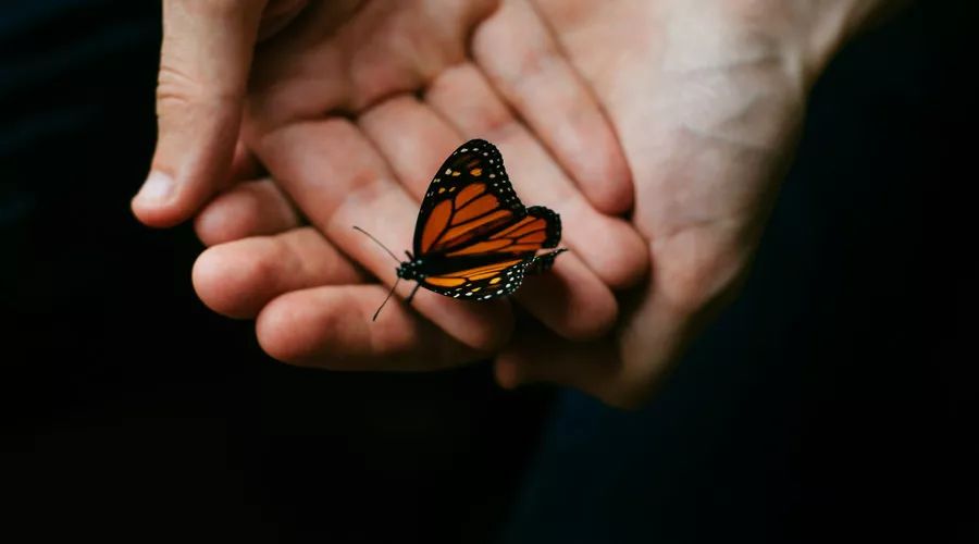 传说人死后有蝴蝶飞来是什么意思，有什么科学解释吗？