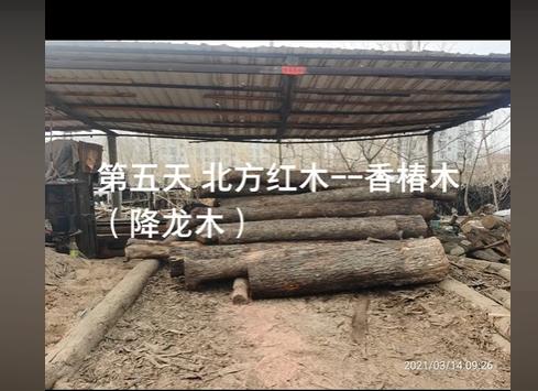 香椿木做什么家具最好,香椿木为啥叫降龙木?