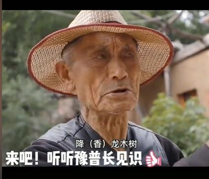 香椿木做什么家具最好,香椿木为啥叫降龙木?