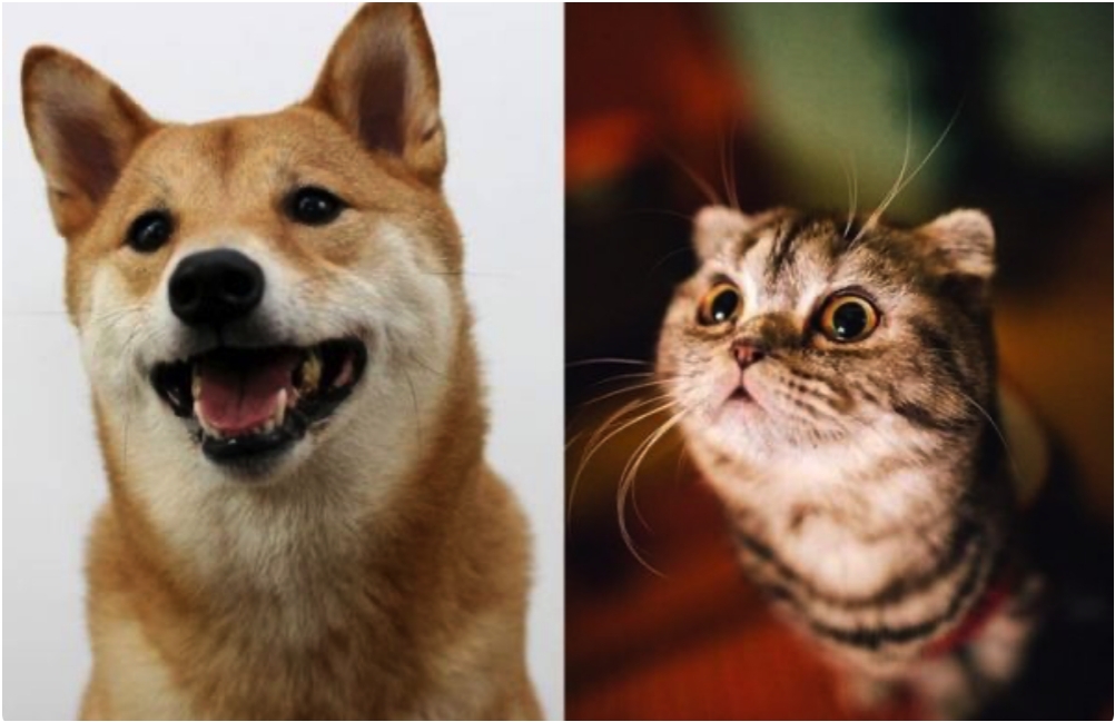 猫系男友是什么意思？猫系男友和犬系男友有什么区别