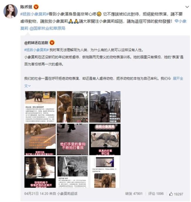 陈乔恩为拯救小象莫莉发声 呼吁大家拒绝动物表演