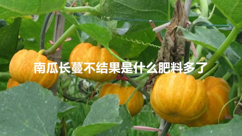 南瓜长蔓不结果是什么肥料多了