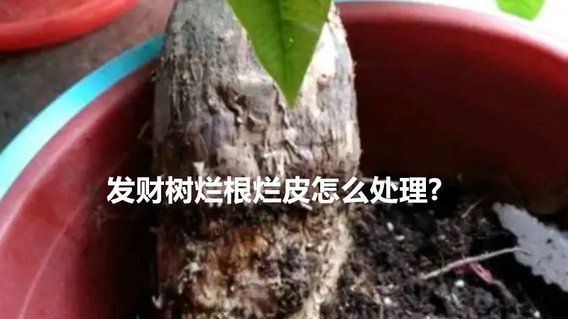 发财树烂根烂皮怎么处理?