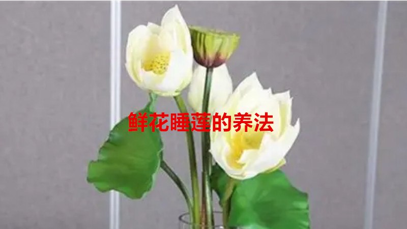 鲜花睡莲的养法