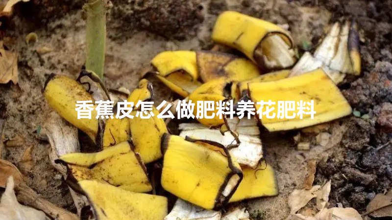香蕉皮怎么做肥料养花肥料