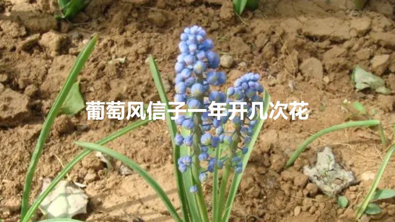 葡萄风信子一年开几次花