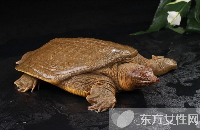甲鱼的营养价值有哪些 红烧甲鱼怎么做好吃