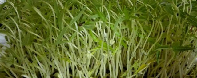 自己怎么做豆芽菜 自己在家怎么做豆芽菜