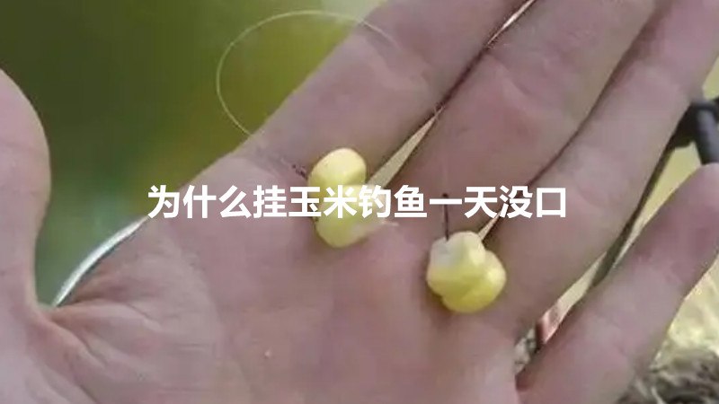 为什么挂玉米钓鱼一天没口