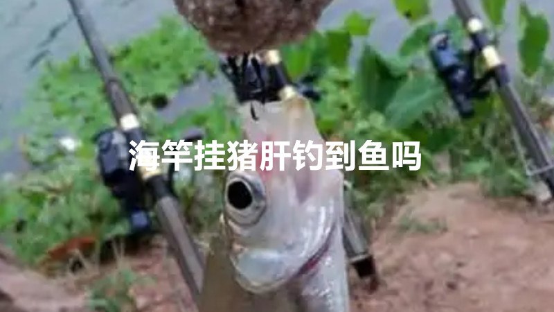 海竿挂猪肝钓到鱼吗