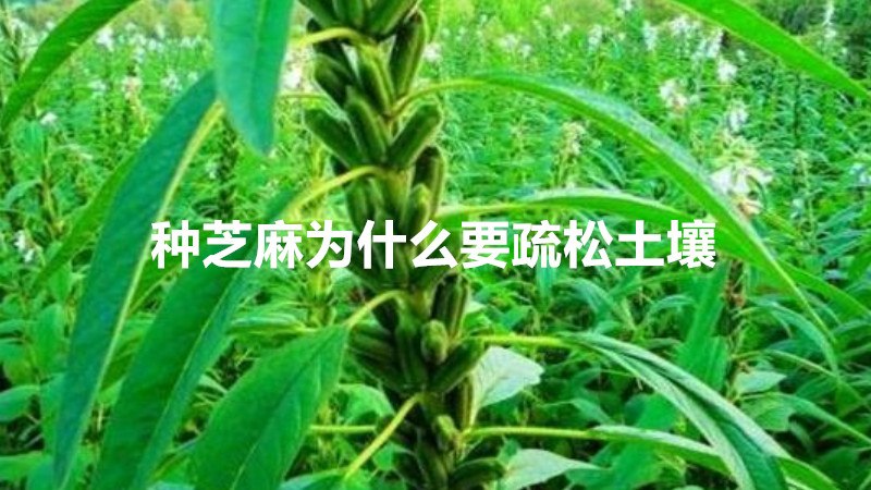种芝麻为什么要疏松土壤
