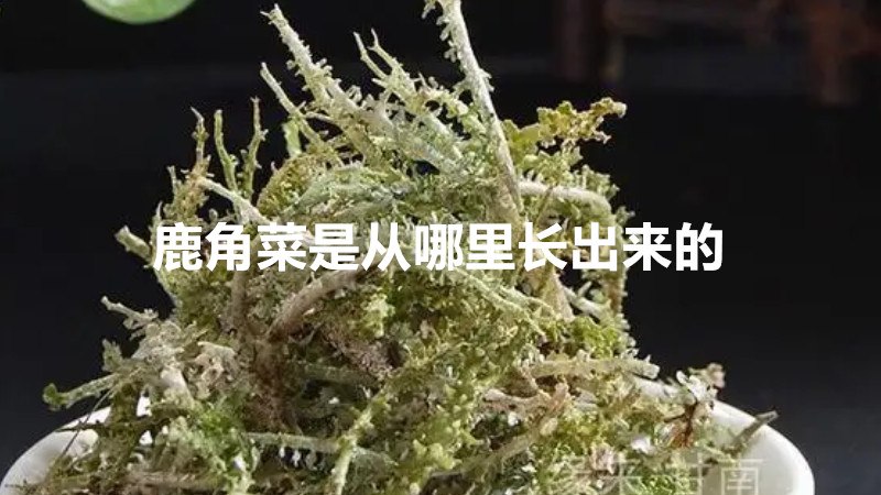 鹿角菜是从哪里长出来的