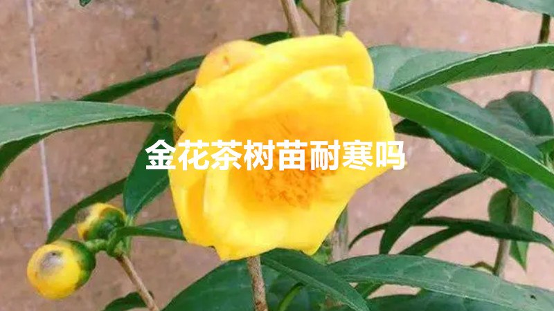 金花茶树苗耐寒吗