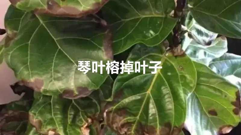 琴叶榕掉叶子吗