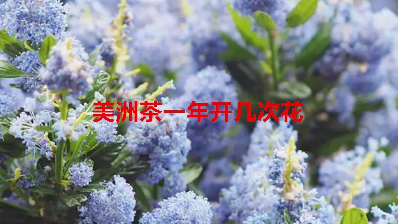 美洲茶一年开几次花