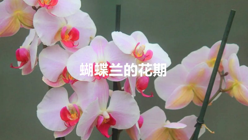 蝴蝶兰的花期